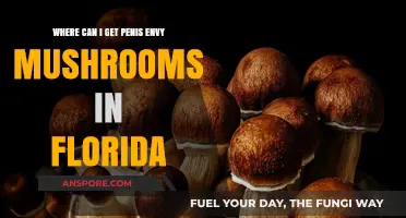 Finding Penis Envy Mushrooms in Florida: Legal Sources and Tips