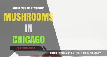 Exploring Chicago: Where to Find Psychedelic Mushrooms Safely and Legally