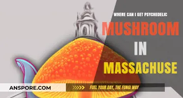 Finding Psychedelic Mushrooms in Massachusetts: Legal and Safe Sources
