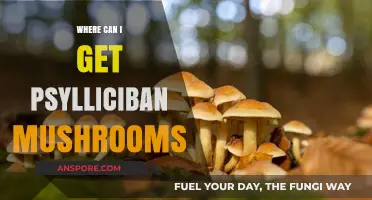 Where to Find Psilocybin Mushrooms: A Comprehensive Guide for Beginners