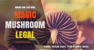 Legal Magic Mushrooms: Where to Find Real, Safe, and Authorized Sources