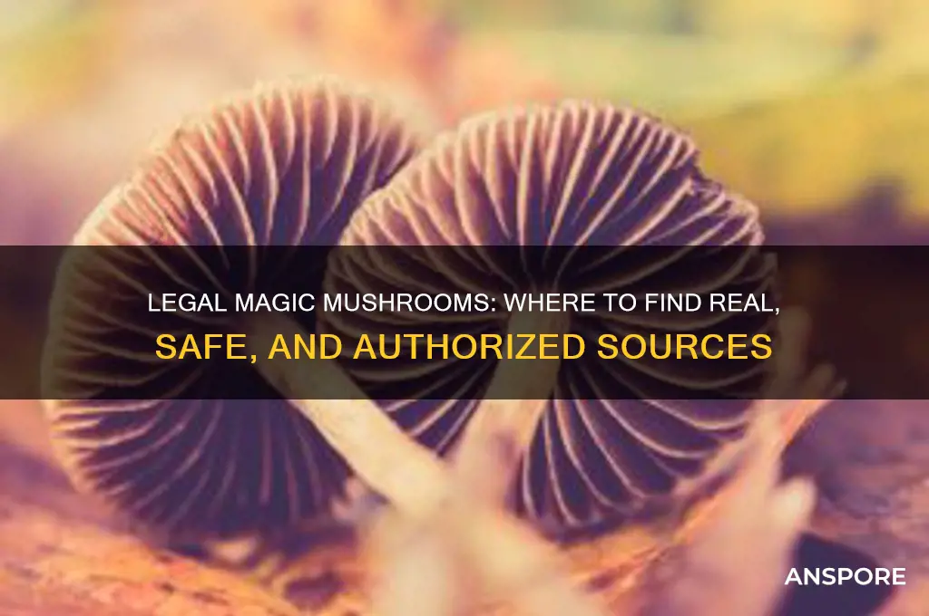 where can i get real magic mushroom legal