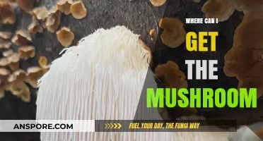 Discover the Best Places to Find Fresh Mushrooms Near You