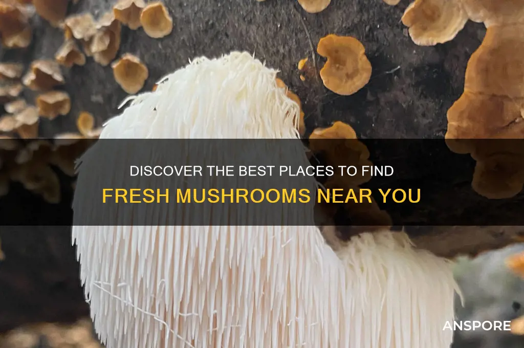where can i get the mushroom