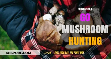 Best Spots for Mushroom Hunting: A Forager's Ultimate Guide