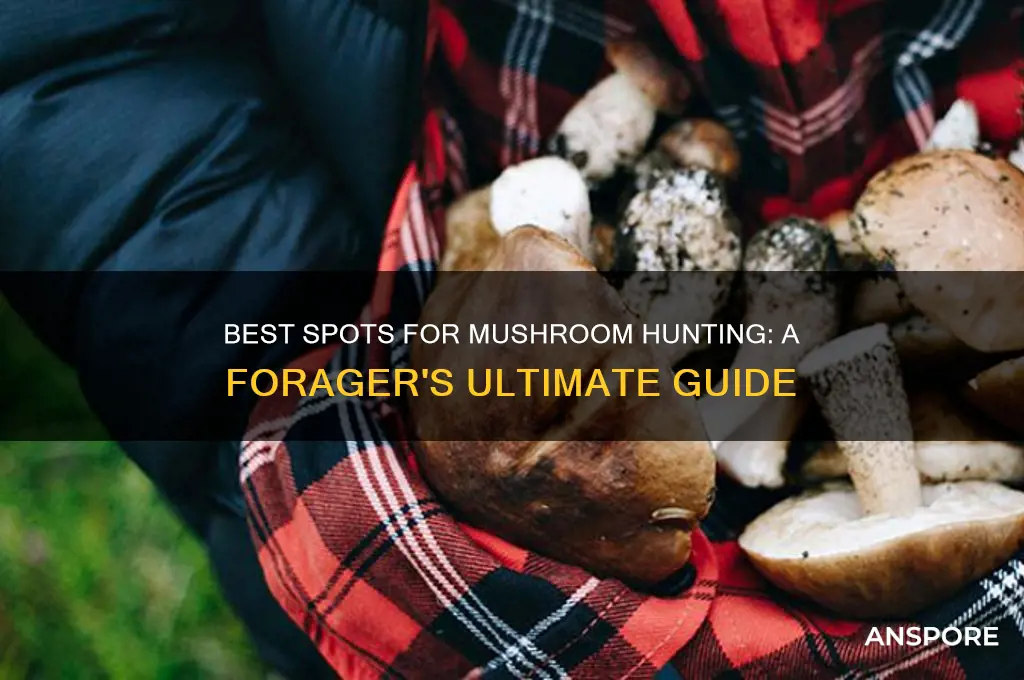 where can i go mushroom hunting