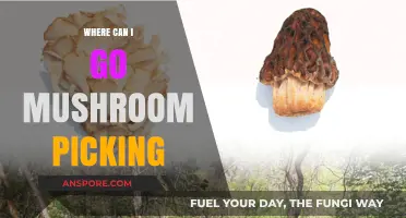 Best Spots for Mushroom Picking: A Forager's Guide to Prime Locations