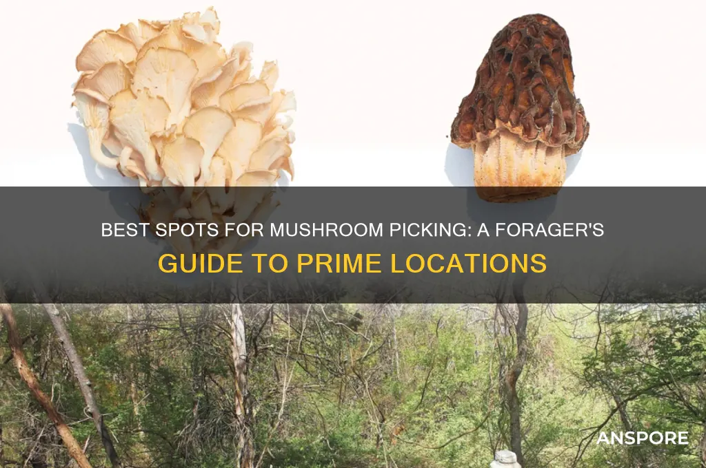 where can i go mushroom picking