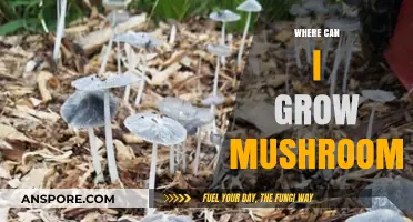 Discover the Best Spots to Cultivate Mushrooms at Home