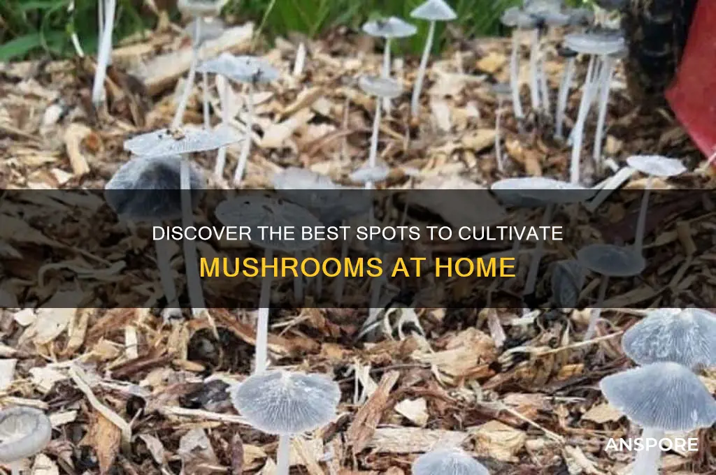 where can i grow mushrooms