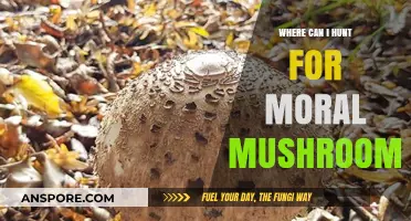 Ethical Foraging: Discovering Sustainable Spots for Moral Mushroom Hunting