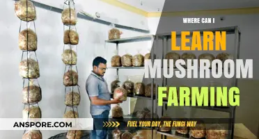 Discover Mushroom Farming: Top Resources and Learning Platforms