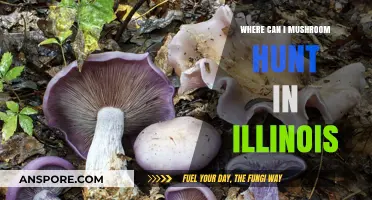 Best Spots for Mushroom Hunting in Illinois: A Forager's Guide
