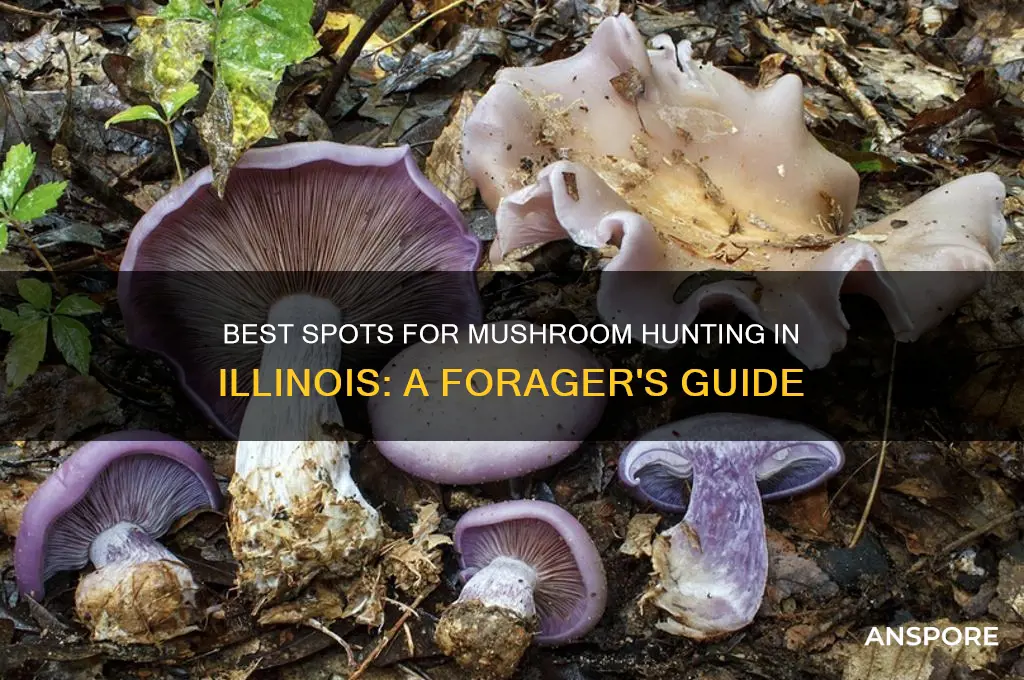 where can i mushroom hunt in illinois