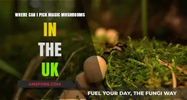 Foraging Magic Mushrooms in the UK: Legal Spots and Safety Tips