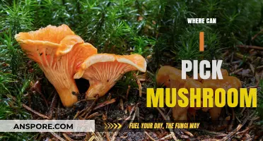 Best Spots to Safely Pick Wild Mushrooms: A Forager's Guide