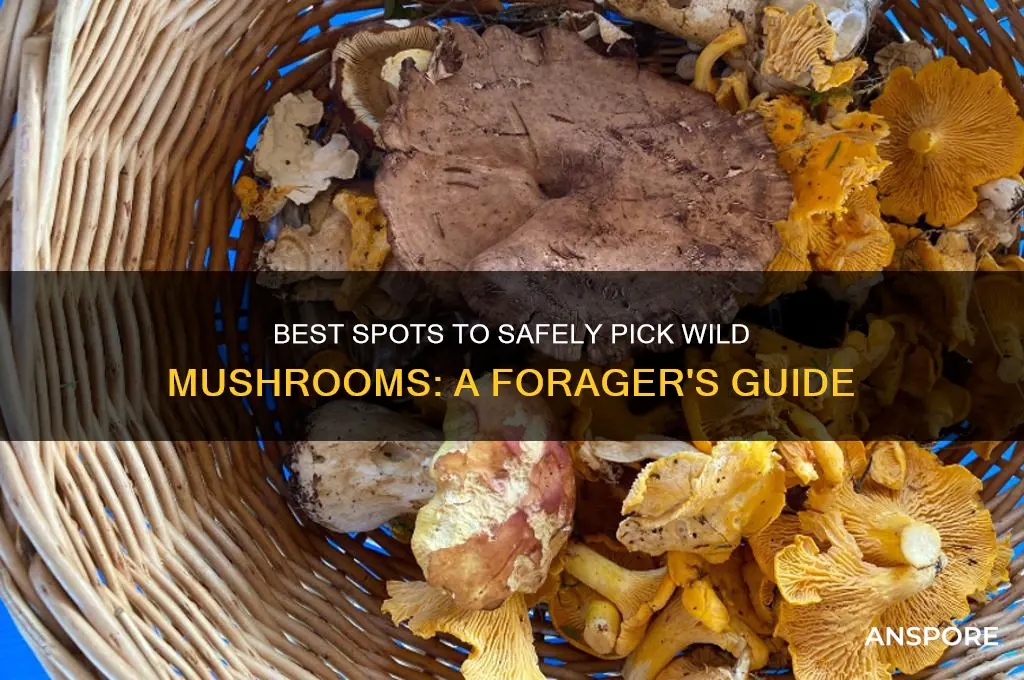 where can i pick mushrooms