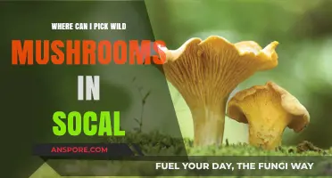 Best Spots for Wild Mushroom Foraging in Southern California