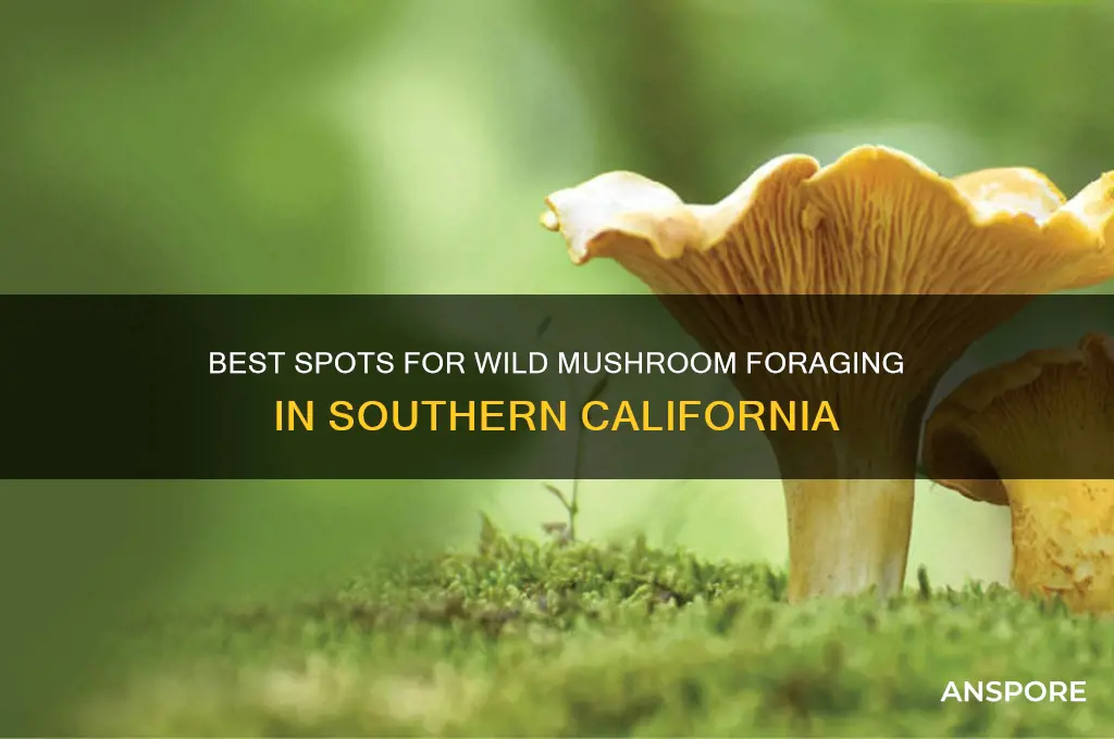 where can i pick wild mushrooms in socal