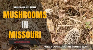 Where to Sell Morel Mushrooms in Missouri: Top Locations & Tips