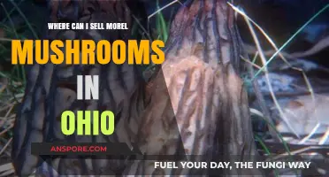 Where to Sell Morel Mushrooms in Ohio: Top Locations & Tips