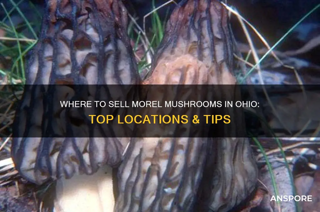 where can i sell morel mushrooms in ohio