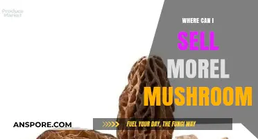 Top Spots to Sell Morel Mushrooms for Maximum Profit