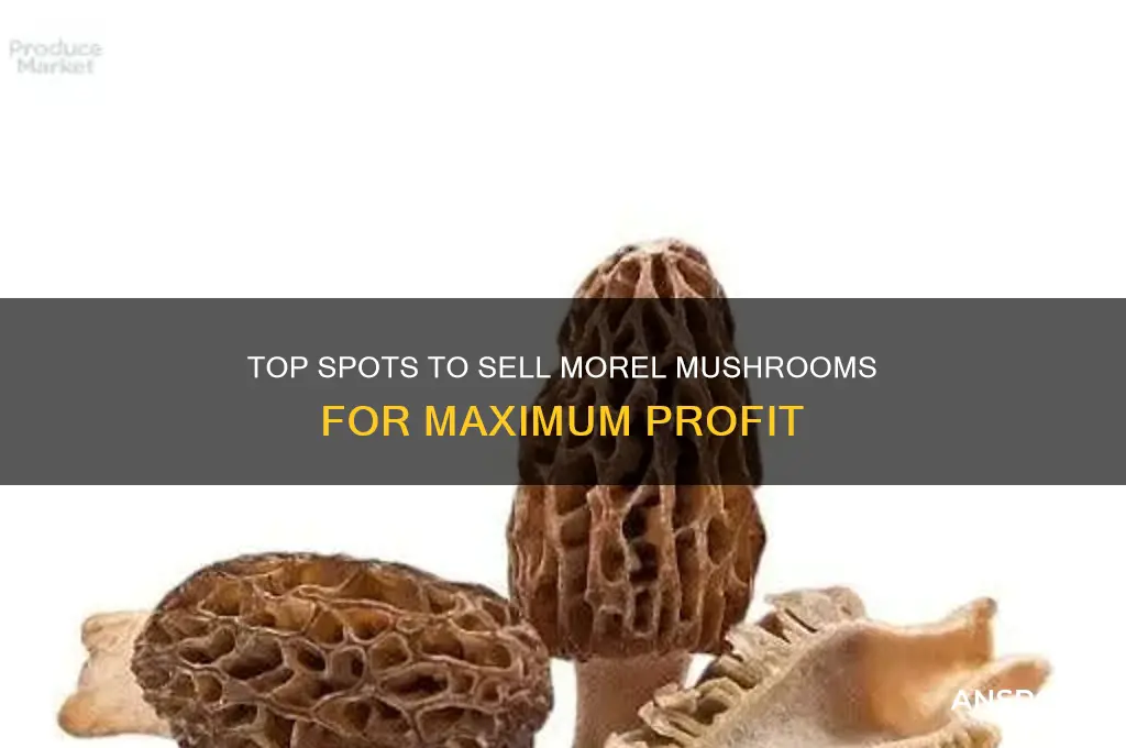 where can i sell morel mushrooms