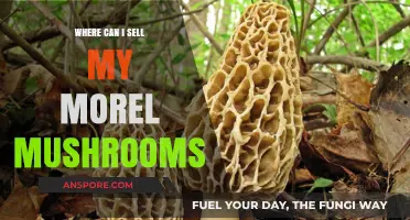 Top Spots to Sell Morel Mushrooms for Maximum Profit