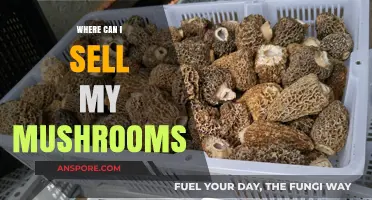 Top Places to Sell Your Fresh Mushrooms for Profit