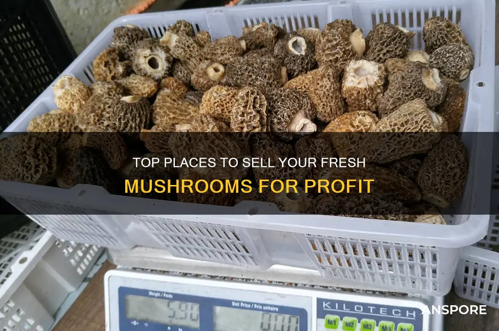 where can i sell my mushrooms