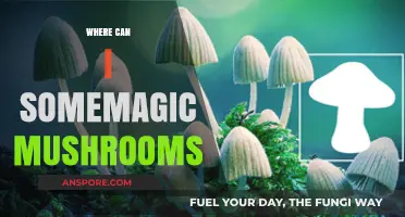 Exploring Nature's Hidden Gems: Where to Find Magic Mushrooms Safely