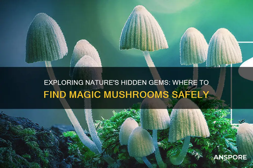 where can i somemagic mushrooms