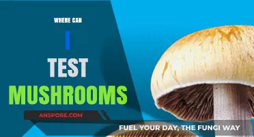 Safe Mushroom Testing Locations: Where to Identify Fungi Accurately