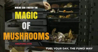 Discover the Magic of Mushrooms: Top Streaming Platforms to Watch