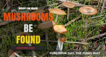 Exploring Nature's Hideouts: Where to Find Magic Mushrooms Globally