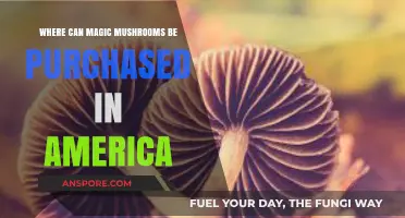 Legal Sources for Magic Mushrooms in the United States