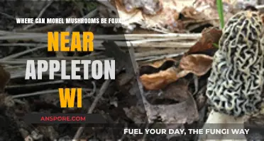 Discover Morel Mushrooms Near Appleton, WI: Top Hunting Spots