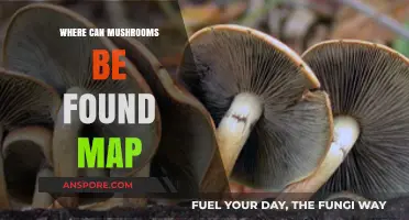 Exploring Mushroom Habitats: A Global Map of Fungal Hotspots