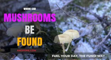 Exploring Mushroom Habitats: Where These Fungi Thrive in Nature