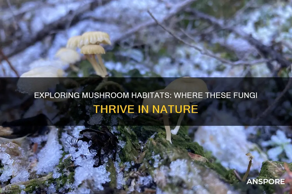 where can mushrooms be found