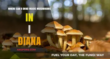 Discovering Magic Mushrooms in Indiana: Legal Insights and Safe Practices