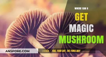 Exploring Legal Sources: Where to Safely Obtain Magic Mushrooms