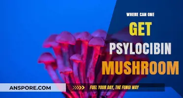 Exploring Legal Sources for Psilocybin Mushrooms: A Comprehensive Guide