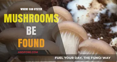 Discovering Oyster Mushrooms: Natural Habitats and Growing Locations Explored