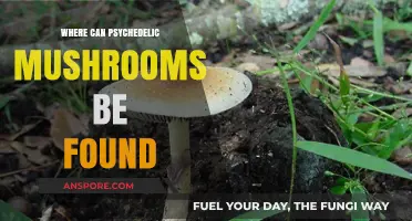 Exploring Nature's Hidden Gems: Where Psychedelic Mushrooms Grow Wild