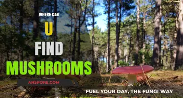 Discovering Mushrooms: Top Locations to Find Fungi in Nature