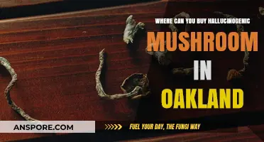 Exploring Oakland: Legal Sources for Hallucinogenic Mushrooms Guide