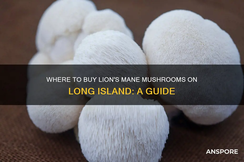 where can you buy lion mane mushrooms on long island