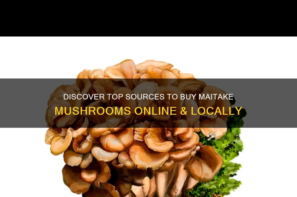 where can you buy maitake mushrooms